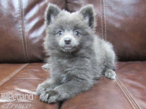 Pomeranian-DOG-Female-Blue-26165-Petland Frisco, Texas