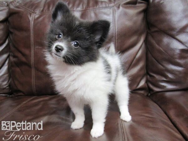 Pomeranian DOG Female Parti 26164 Petland Frisco, Texas