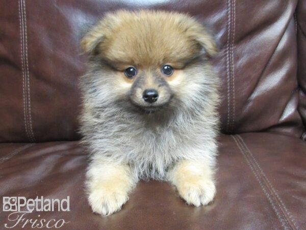Pomeranian-DOG-Male-Sable-26163-Petland Frisco & Mckinney, Texas