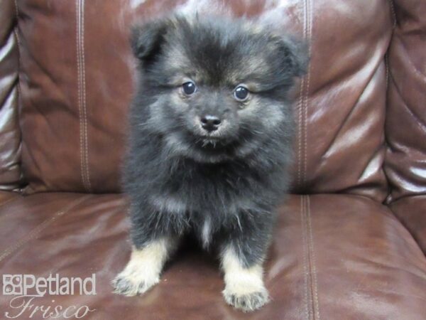 Pomeranian DOG Male Silver 26162 Petland Frisco, Texas