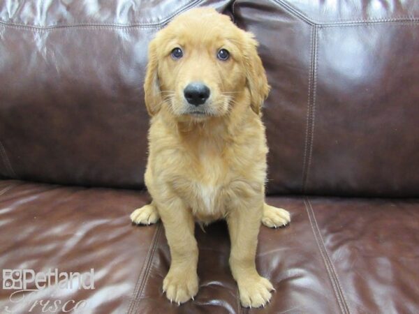 Golden Retriever-DOG-Male-Golden-26161-Petland Frisco & Mckinney, Texas