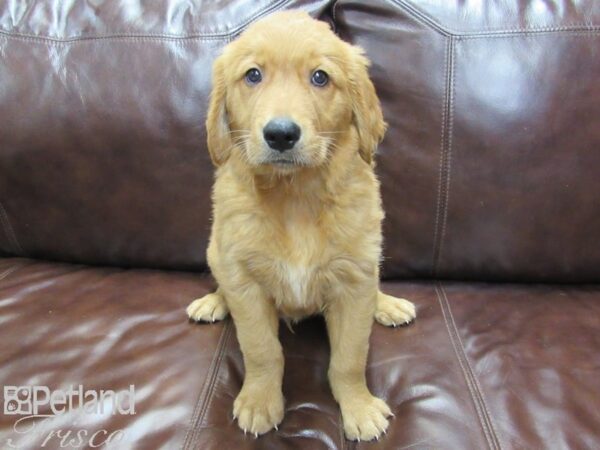 Golden Retriever-DOG-Male-Golden-26161-Petland Frisco, Texas