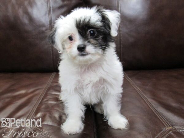 Chihuahua/Shih Tzu DOG Male Blk & Wht 26160 Petland Frisco, Texas