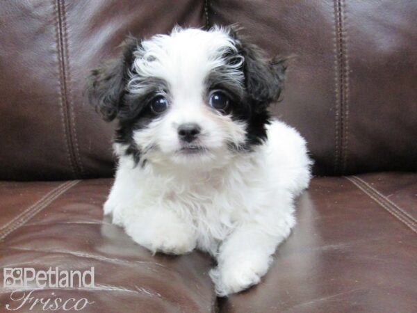 Chihuahua/Shih Tzu DOG Female Blk & Wht 26159 Petland Frisco, Texas