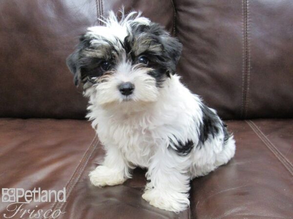 Chihuahua/Shih Tzu-DOG-Male-Blk & Wht-26158-Petland Frisco & Mckinney, Texas