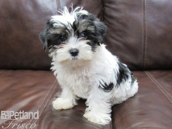 Chihuahua/Shih Tzu DOG Male Blk & Wht 26158 Petland Frisco, Texas