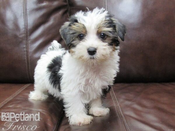 Yorkshire Terrier-DOG-Male-Parti-26157-Petland Frisco & Mckinney, Texas