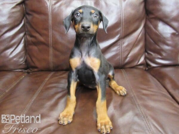 Doberman Pinscher-DOG-Female-Black and Tan-26156-Petland Frisco, Texas