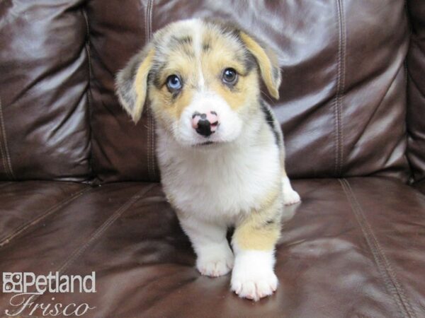 Pembroke/Cardigan Welsh Corgi DOG Male Merle 26155 Petland Frisco, Texas