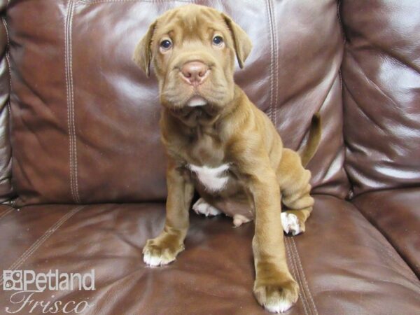 Mini Hippo DOG Male Chocolate & White 26154 Petland Frisco, Texas