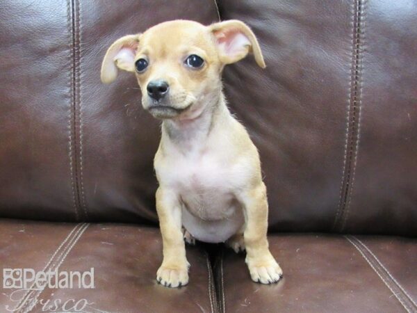 Chihuahua-DOG-Female-Tan-26194-Petland Frisco, Texas