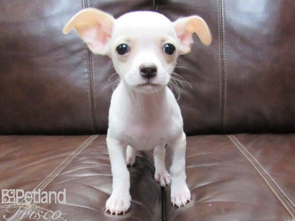 Chihuahua DOG Male Tan and White 26195 Petland Frisco, Texas