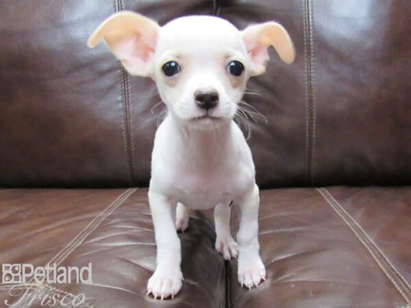 Chihuahua-DOG-Male-Tan and White-26195-Petland Frisco & Mckinney, Texas