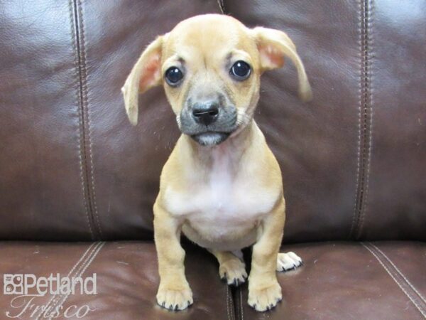 Chihuahua DOG Male Tan 26196 Petland Frisco & Mckinney, Texas