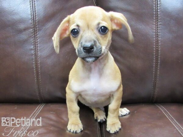 Chihuahua DOG Male Tan 26196 Petland Frisco, Texas