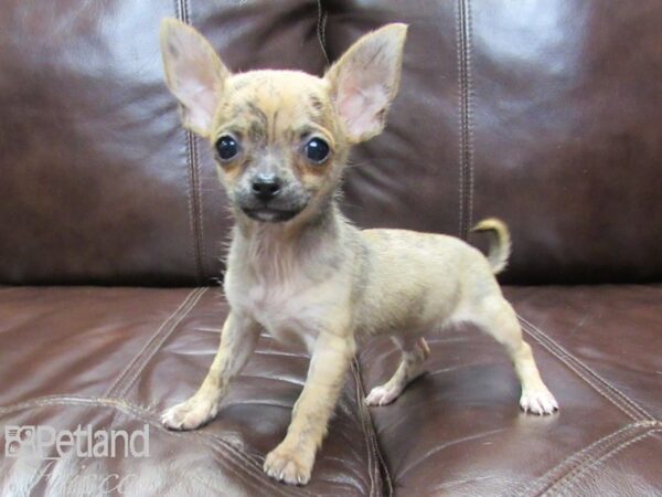 Chihuahua-DOG-Male-Red Brindle-26235-Petland Frisco, Texas