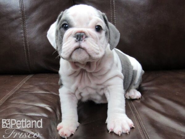 English Bulldog DOG Male Blue and White Piebald 26198 Petland Frisco, Texas