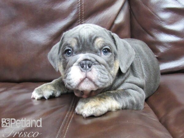 English Bulldog DOG Male Blue Tricolor 26199 Petland Frisco, Texas