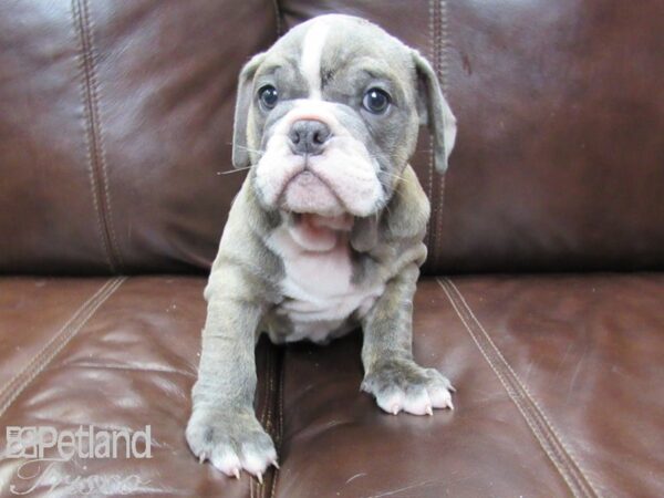 English Bulldog DOG Female Blue Brindle 26200 Petland Frisco, Texas