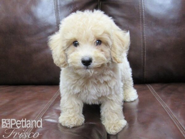 Bichonpoo DOG Male Cream 26201 Petland Frisco, Texas