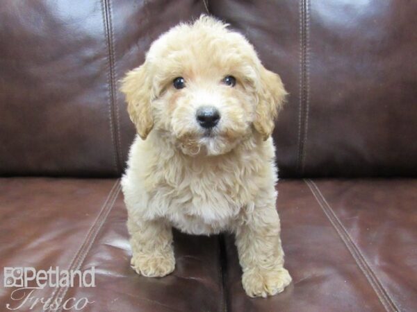 Bichonpoo DOG Male Cream 26202 Petland Frisco, Texas