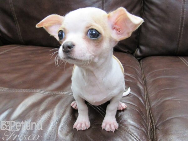 Chihuahua-DOG-Female-Cream & White-26203-Petland Frisco & Mckinney, Texas