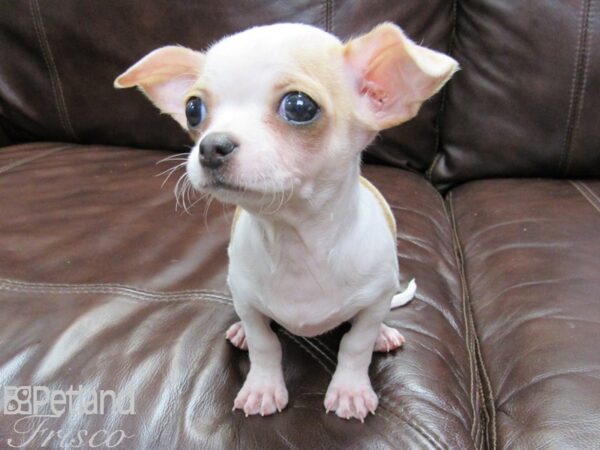 Chihuahua-DOG-Female-Cream & White-26203-Petland Frisco, Texas