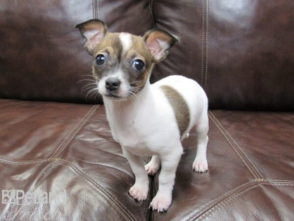 Chihuahua-DOG-Female-White & Brown-26204-Petland Frisco & Mckinney, Texas