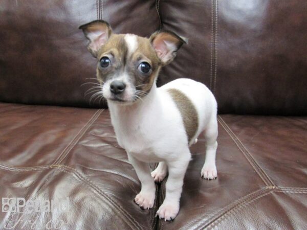 Chihuahua-DOG-Female-White & Brown-26204-Petland Frisco, Texas