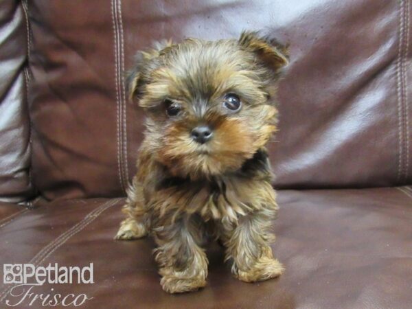 Yorkshire Terrier-DOG-Female-Gold-26205-Petland Frisco, Texas