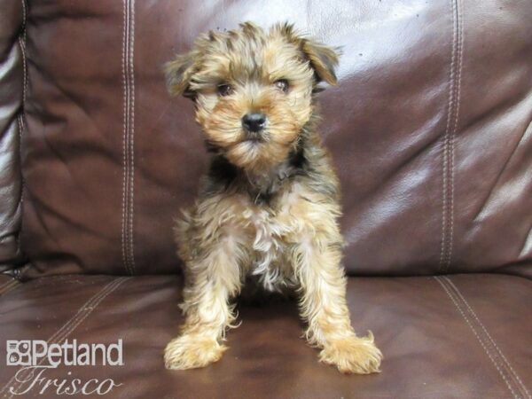 Yorkshire Terrier-DOG-Male-Gold-26206-Petland Frisco, Texas