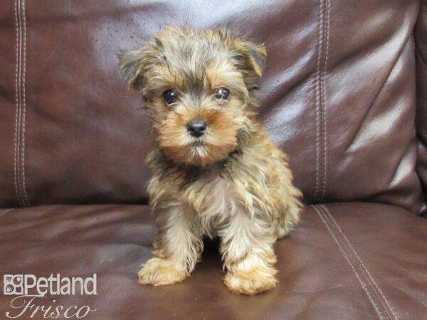 Yorkshire Terrier-DOG-Female-Gold-26207-Petland Frisco & Mckinney, Texas