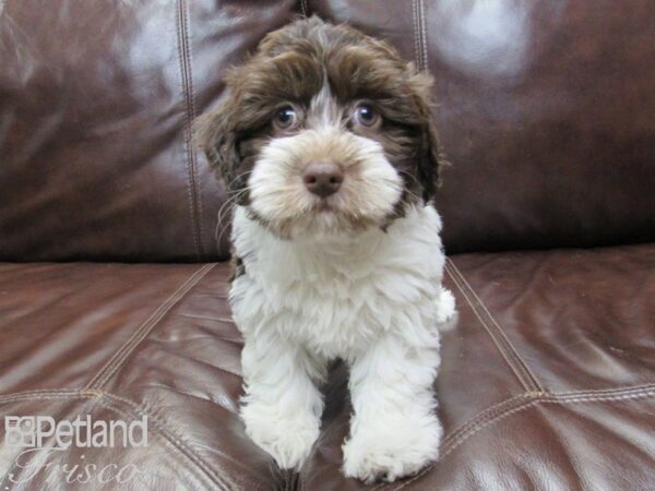 Havanese-DOG-Male-choc white-26252-Petland Frisco, Texas