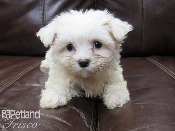 Maltese-DOG-Female-WHITE-26251-Petland Frisco, Texas