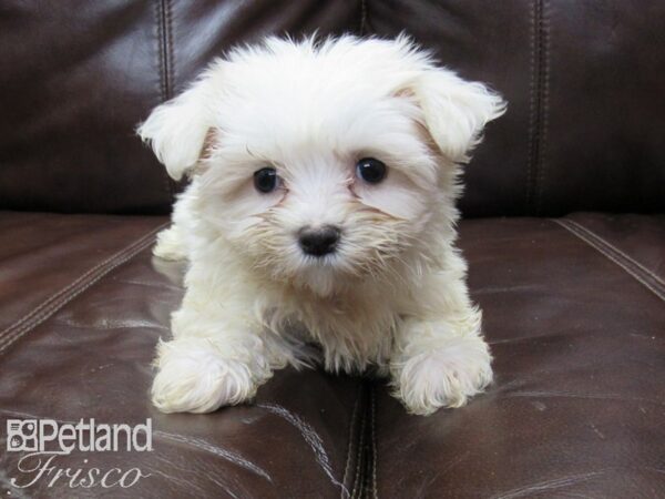 Maltese-DOG-Female-WHITE-26251-Petland Frisco & Mckinney, Texas
