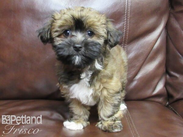 Havanese-DOG-Female-BRINDLE-26250-Petland Frisco & Mckinney, Texas