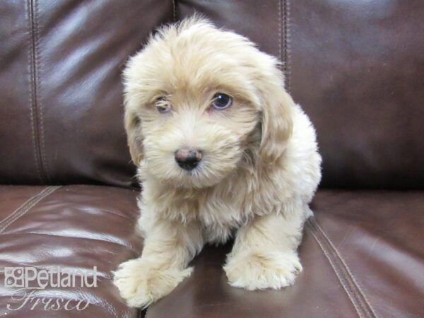 Poo Chon-DOG-Male-light red-26249-Petland Frisco & Mckinney, Texas