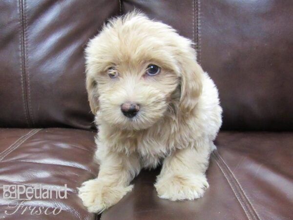 Poo Chon DOG Male light red 26249 Petland Frisco, Texas