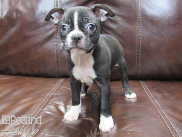 Boston Terrier DOG Female CHOC WHITE 26248 Petland Frisco, Texas