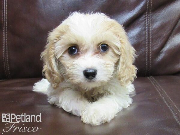 Cava Chon DOG Female BLENHEIM 26247 Petland Frisco, Texas