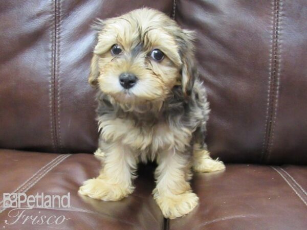 Yorkie Poo DOG Female CHOC MERLE 26246 Petland Frisco, Texas