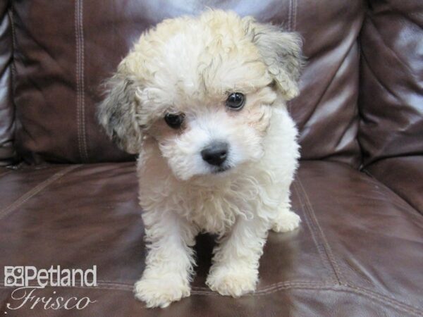 Hava Chon-DOG-Female-BROWN WH-26245-Petland Frisco, Texas