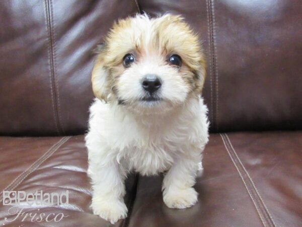 Hava Chon DOG Female BROWN WH 26244 Petland Frisco, Texas