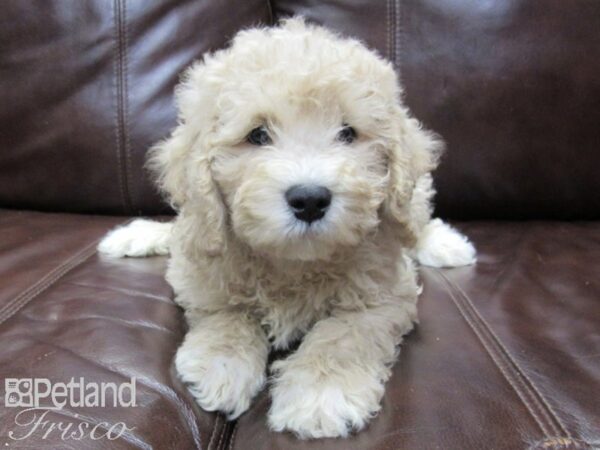 Cava Poo-DOG-Male-LIGHT RED-26243-Petland Frisco & Mckinney, Texas
