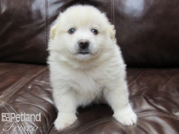 Pomsky-DOG-Female-CREAM WH-26242-Petland Frisco & Mckinney, Texas