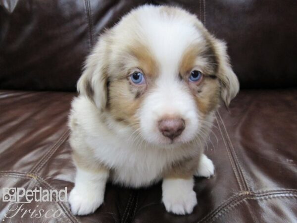 Mini Australian Shepherd-DOG-Male-RED MERLE-26241-Petland Frisco & Mckinney, Texas