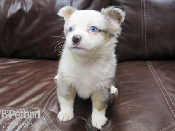 Mini Australian Shepherd-DOG-Female-BLUE MERLE-26240-Petland Frisco & Mckinney, Texas