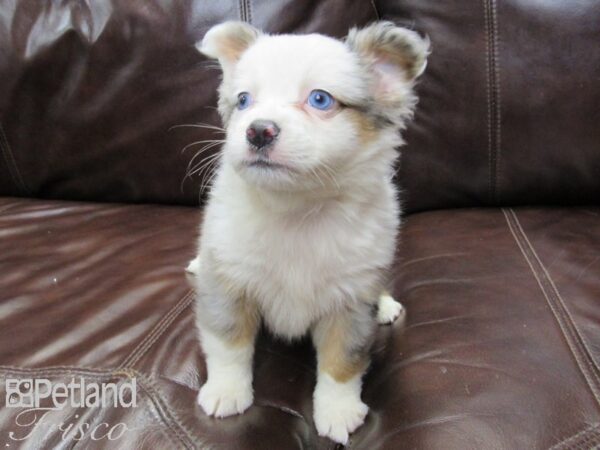 Mini Australian Shepherd DOG Female BLUE MERLE 26240 Petland Frisco, Texas