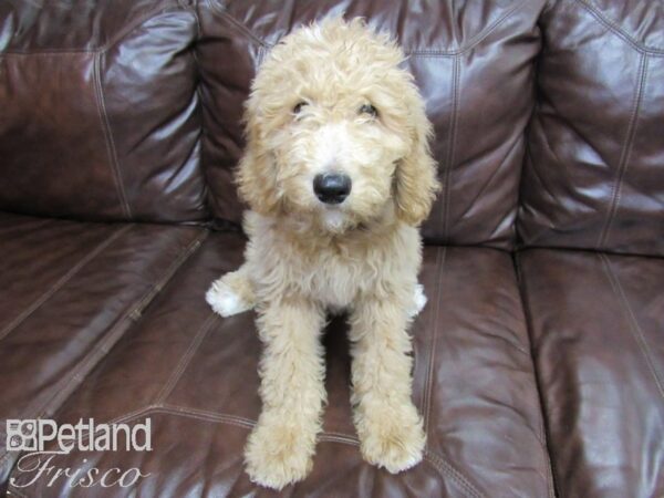 Goldendoodle DOG Female Golden 26239 Petland Frisco, Texas