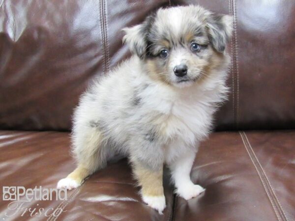 Miniature Australian Shepherd-DOG-Male-Merle-26238-Petland Frisco & Mckinney, Texas
